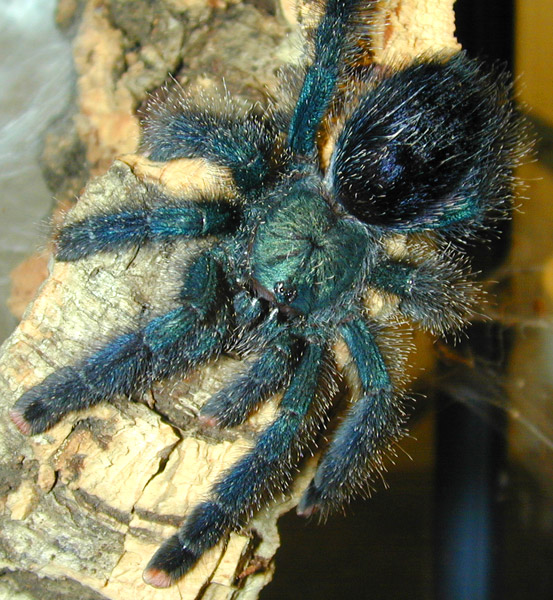 Avicularia metallica Avicularia metallica