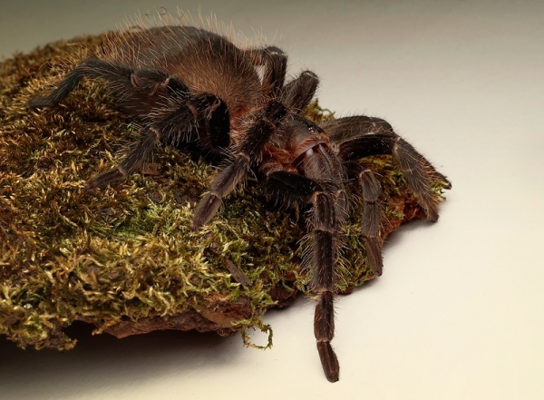 Паук-птицеед Brachypelma albopilosum Паук-птицеед Brachypelma albopilosum